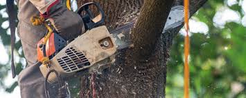 How Our Tree Care Process Works  in  Morrisville, NY