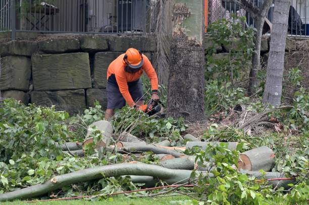 Trusted Morrisville, NY Tree Services Experts